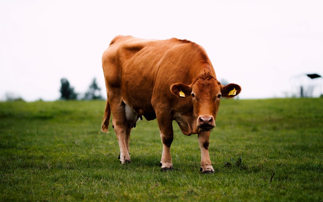 Informasi Qurban 2021